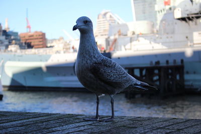 Bird in water