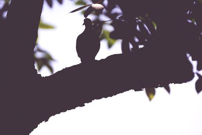 Low angle view of bird perching on branch