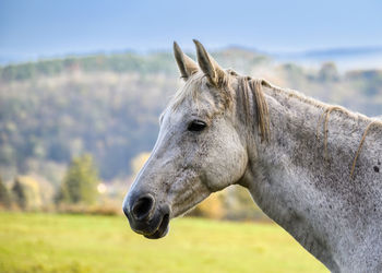 Horse standing on field