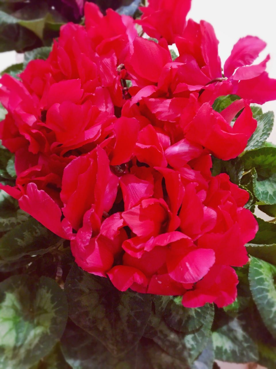 flower, freshness, petal, fragility, pink color, growth, beauty in nature, flower head, close-up, nature, leaf, blooming, plant, red, focus on foreground, pink, in bloom, blossom, rose - flower, day