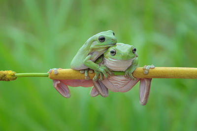 Close-up of frogs on twig