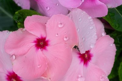 Close-up of wet pink flower