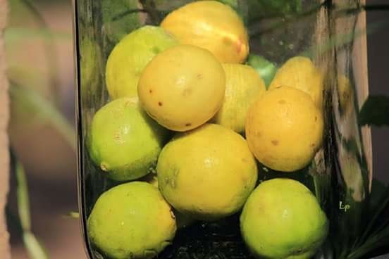 food and drink, food, fruit, freshness, healthy eating, close-up, indoors, focus on foreground, lemon, still life, yellow, green color, selective focus, no people, day, bowl, high angle view, organic, citrus fruit, container