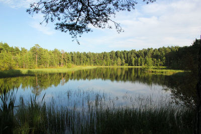 Scenic view of lake by trees against sky