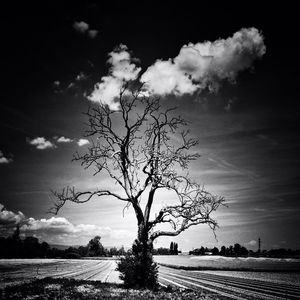 bare tree