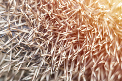 Full frame shot of dry plants