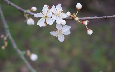 Close-up of cherry blossoms in spring