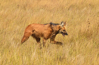 Side view of a dog running on field