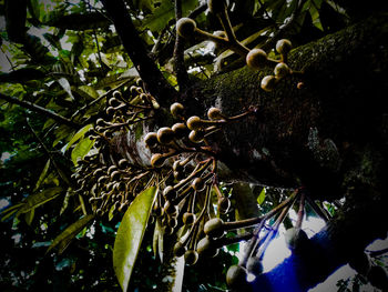 Close-up of tree branch