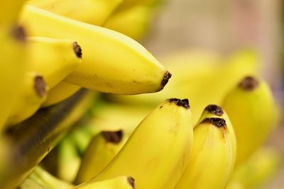 Close-up of bananas