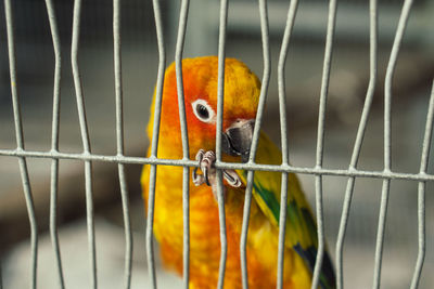 Close-up of parrot in cage