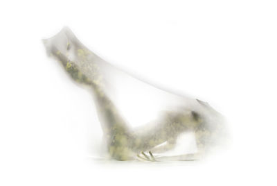 Close-up of lizard on white background