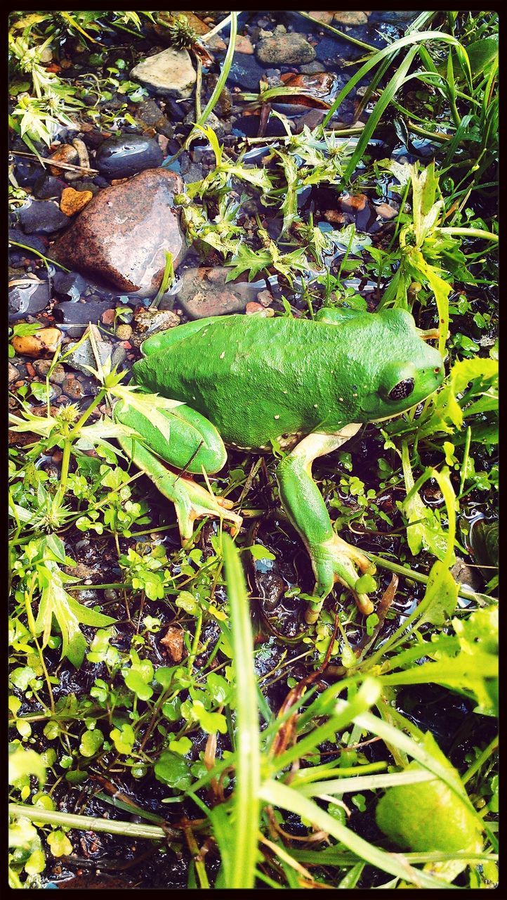 green color, leaf, transfer print, plant, high angle view, growth, nature, auto post production filter, moss, close-up, water, outdoors, field, day, beauty in nature, tranquility, growing, no people, green, freshness