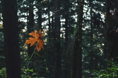 Autumn leaves on tree trunk in forest