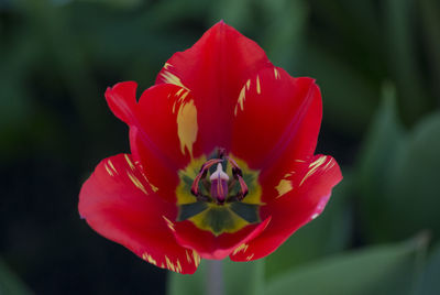 Close-up of red flower blooming outdoors