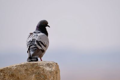 Close-up of bird perching on rock against clear sky