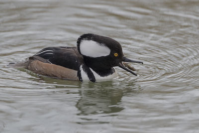 Close-up of duck swimming in lake