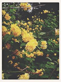 Close-up of yellow flowers blooming in park