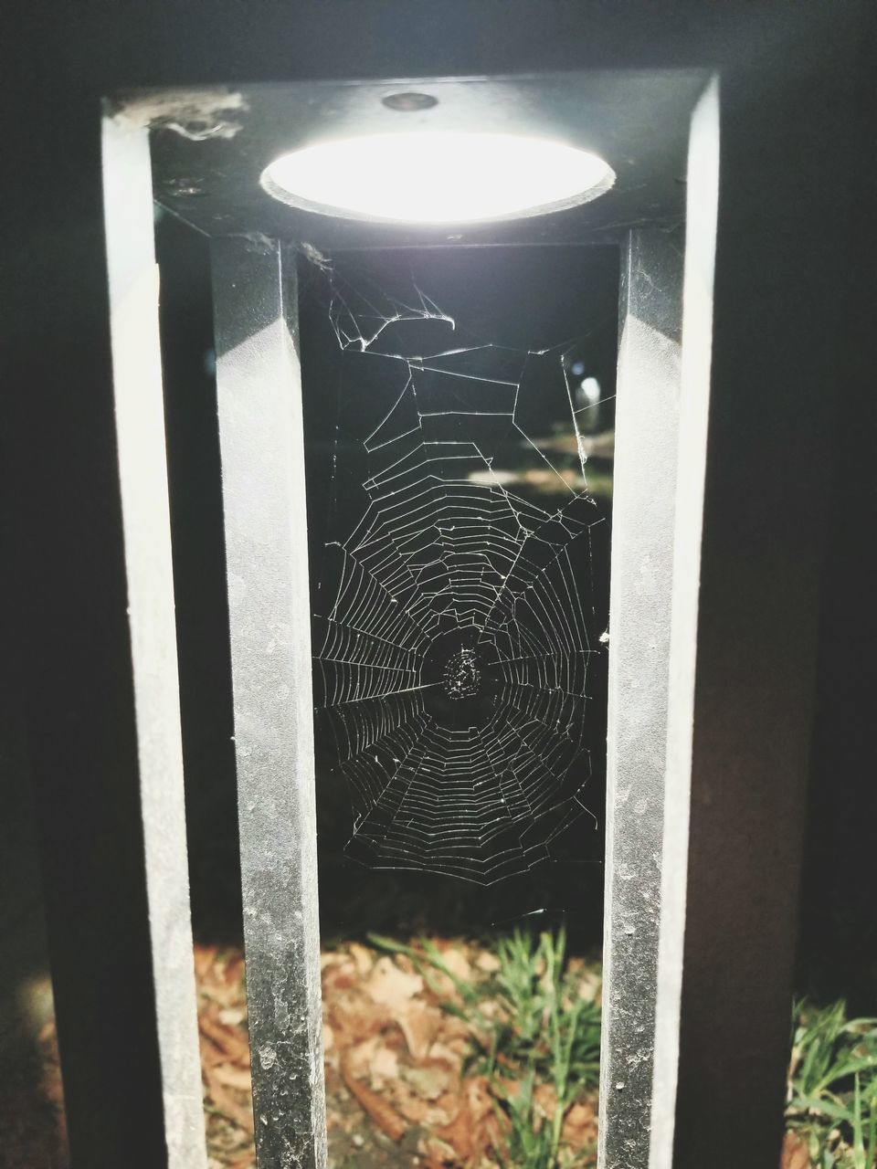 CLOSE-UP OF A SPIDER WEB