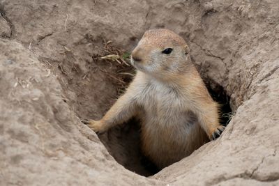 High angle view of rodent looking away in hole on land