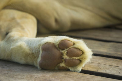 Close-up of dog relaxing on table