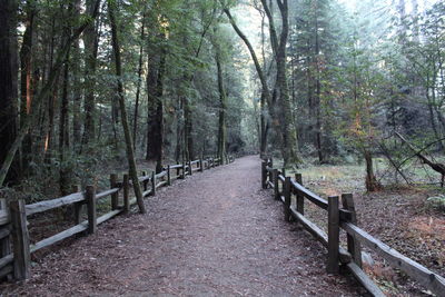 Footpath amidst trees in forest