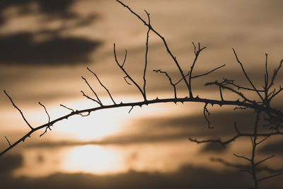 Close-up of silhouette branch against sky during sunset