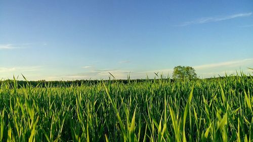 Scenic view of field against cloudy sky