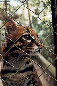 Close-up of ocelot cat seen through chainlink fence