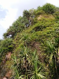 Palm trees against sky