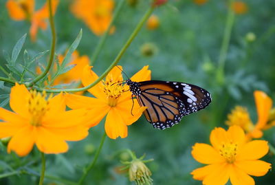 Close-up of butterfly pollinating on flower