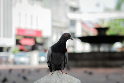 Close-up of pigeon perching on a wall