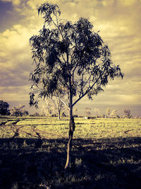 Bare tree on grassy field against cloudy sky