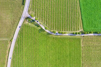 High angle view of agricultural field