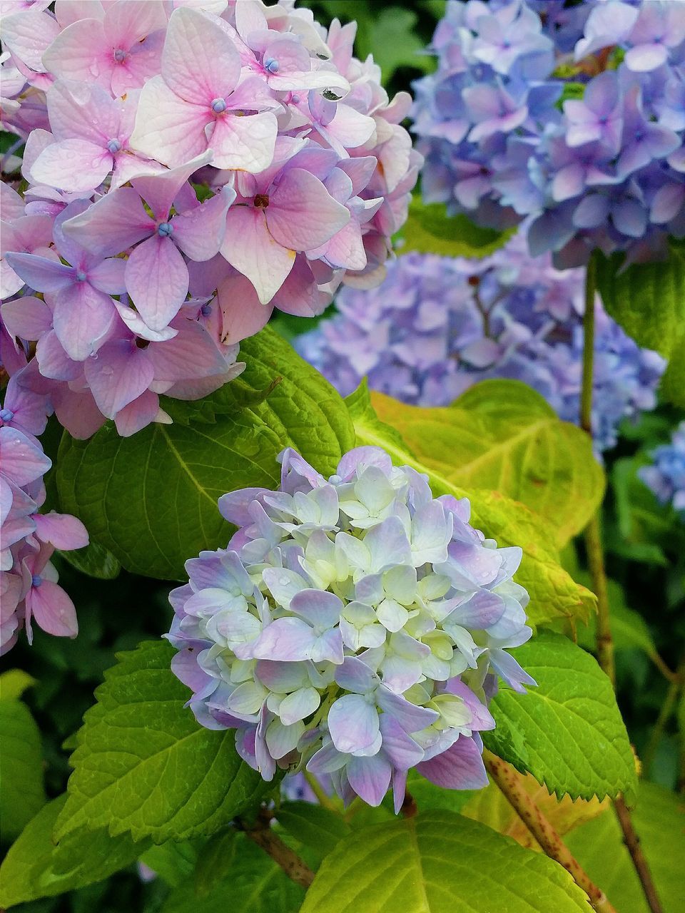 flower, freshness, fragility, growth, petal, beauty in nature, flower head, leaf, nature, blooming, purple, blossom, hydrangea, in bloom, close-up, plant, park - man made space, botany, springtime, high angle view