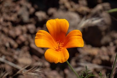 Close-up of yellow flower