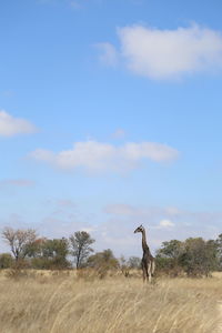 View of horse on field against sky
