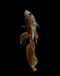 Close-up of fish swimming against black background