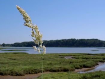 Close-up of flowering plant on field against clear sky