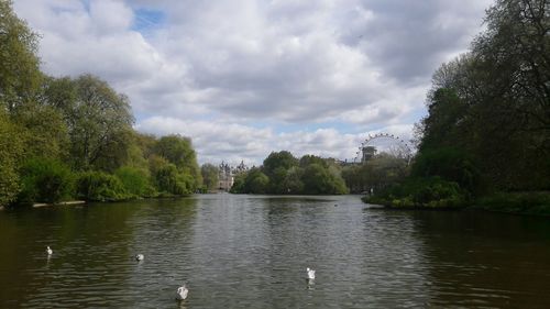 Swan swimming in lake against sky