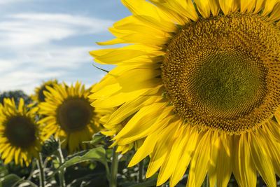 Close-up of sunflower