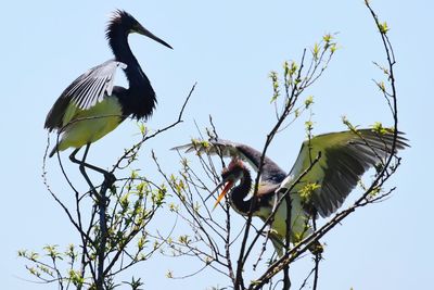 Low angle view of birds perching on tree against clear sky