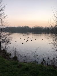 Birds in lake against sky during sunset