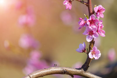 Close-up of cherry blossoms