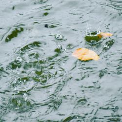High angle view of ducks in lake