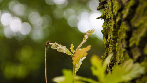 Close-up of plant