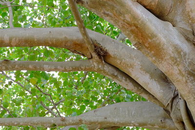 Close-up of tree