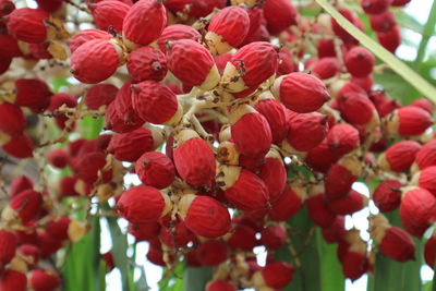 Close-up of red flowers