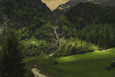 High angle view of trees in forest