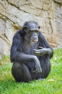 Close-up of monkey sitting on grassy field